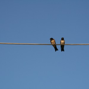 Living apart together