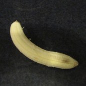 banan